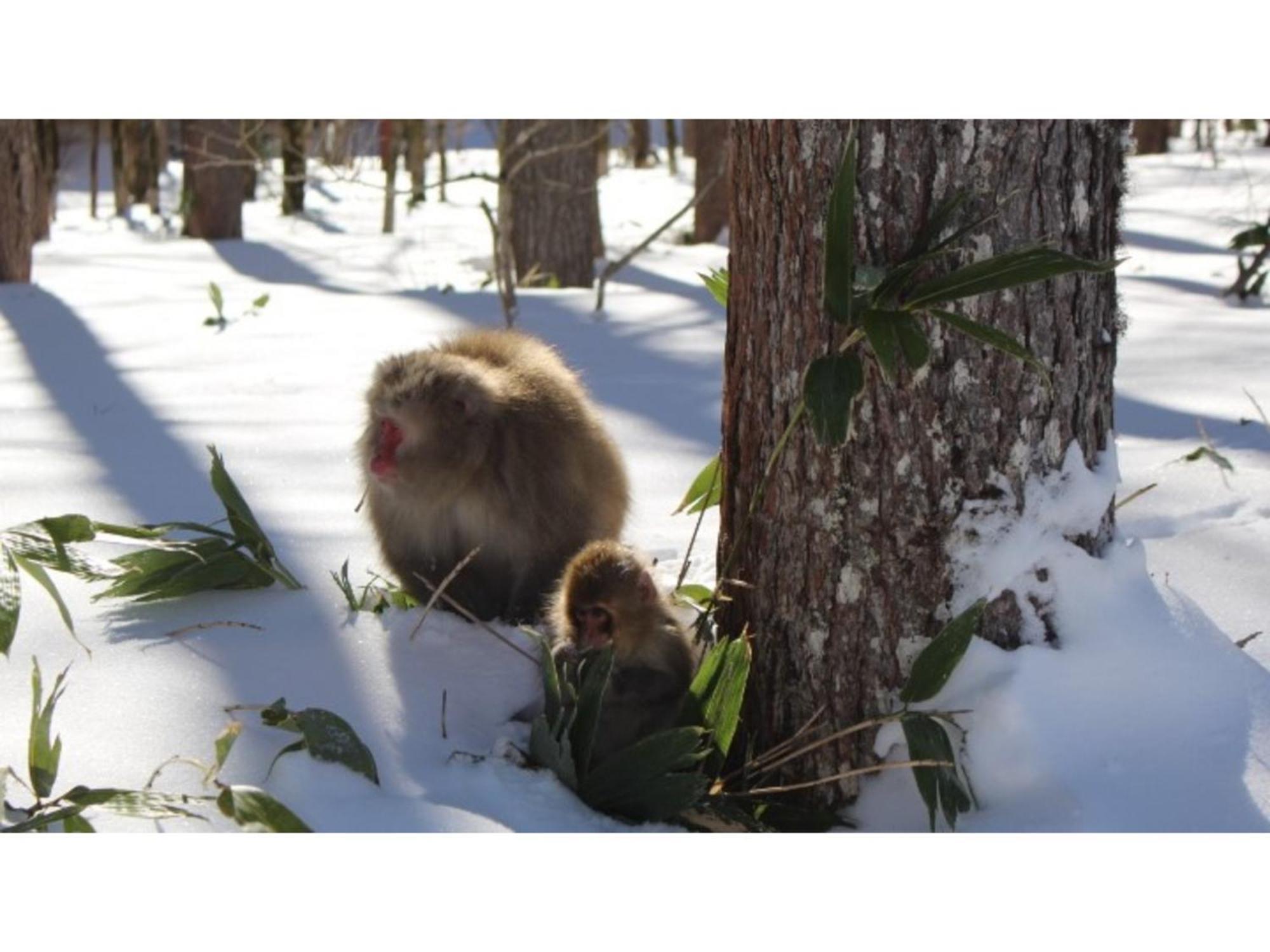 Nakanoyu Onsen Ryokan - Vacation Stay 06697V ماتسوموتو المظهر الخارجي الصورة