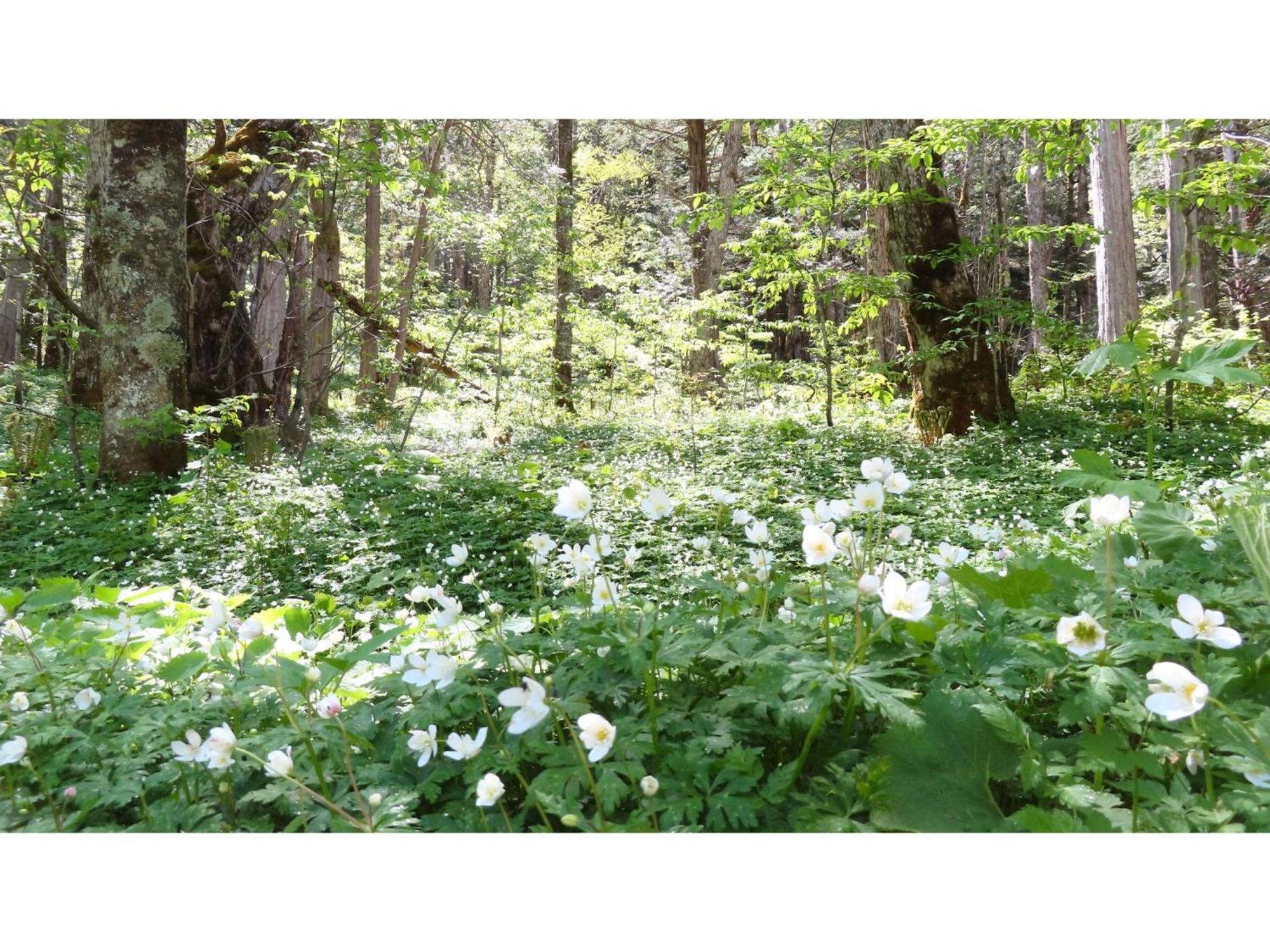 Nakanoyu Onsen Ryokan - Vacation Stay 06697V ماتسوموتو المظهر الخارجي الصورة